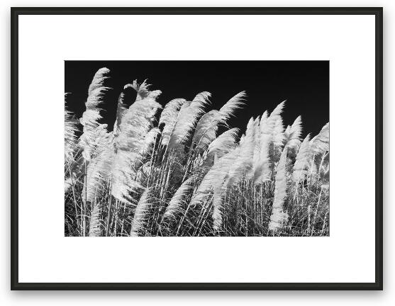 Pampas Grass Black and White Framed Fine Art Print