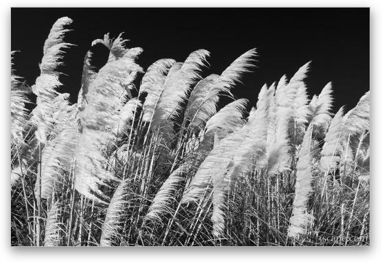 Pampas Grass Black and White Fine Art Metal Print