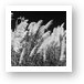 Pampas Grass Black and White Art Print