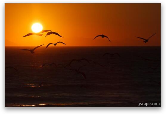 Seagulls in the sunset at Leo Carrillo State Beach Fine Art Metal Print