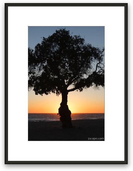Tree at sunset, Leo Carrillo State Beach Framed Fine Art Print