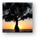 Tree at sunset, Leo Carrillo State Beach Metal Print