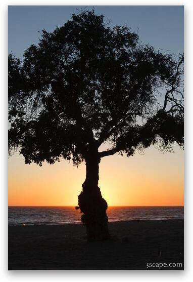 Tree at sunset, Leo Carrillo State Beach Fine Art Print