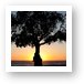 Tree at sunset, Leo Carrillo State Beach Art Print