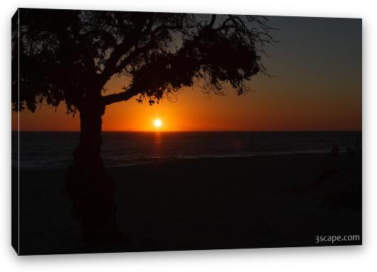 Tree at sunset, Leo Carrillo State Beach Fine Art Canvas Print