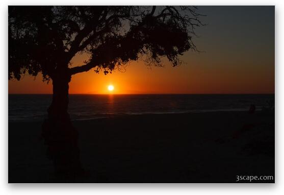 Tree at sunset, Leo Carrillo State Beach Fine Art Metal Print