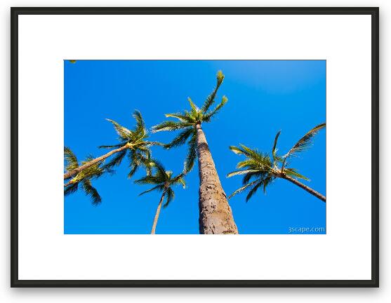 Palm Trees Framed Fine Art Print