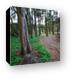 Wooded trail on the coast Canvas Print