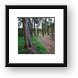 Wooded trail on the coast Framed Print