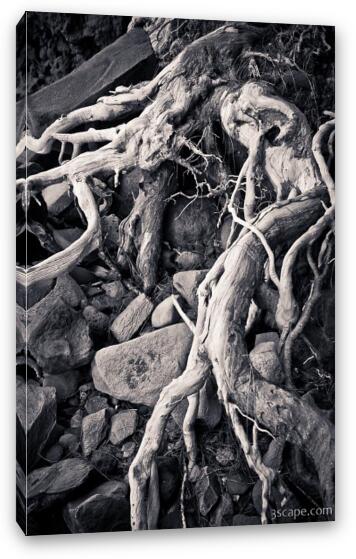 Sand washed roots from live tree Fine Art Canvas Print