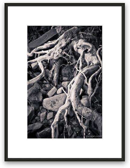 Sand washed roots from live tree Framed Fine Art Print