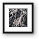 Sand washed roots from live tree Framed Print