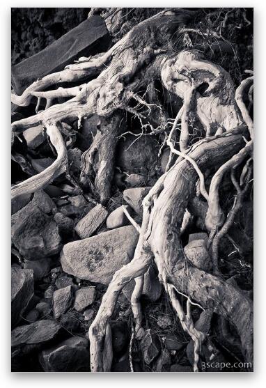 Sand washed roots from live tree Fine Art Metal Print