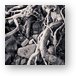 Sand washed roots from live tree Metal Print