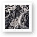 Sand washed roots from live tree Art Print
