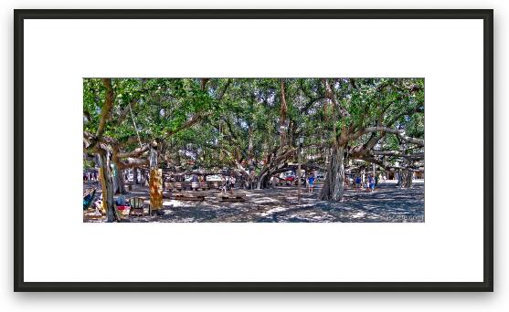 Huge intertwined Banyan tree in Lahaina Framed Fine Art Print