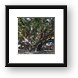 Huge intertwined Banyan tree in Lahaina Framed Print