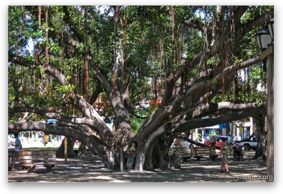 Huge intertwined Banyan tree in Lahaina Fine Art Metal Print