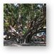 Huge intertwined Banyan tree in Lahaina Metal Print