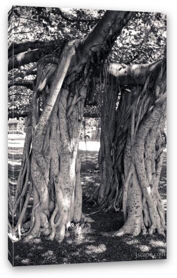 Huge intertwined Banyan tree in Lahaina Fine Art Canvas Print
