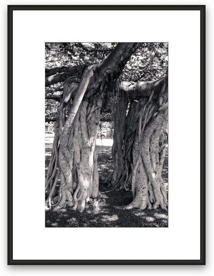 Huge intertwined Banyan tree in Lahaina Framed Fine Art Print