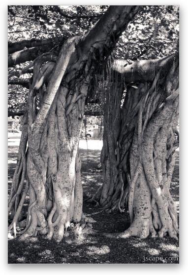 Huge intertwined Banyan tree in Lahaina Fine Art Metal Print