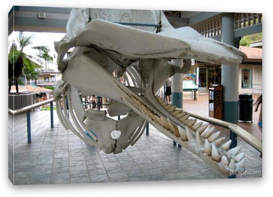 Skeleton of Sperm whale Fine Art Canvas Print
