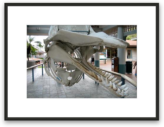 Skeleton of Sperm whale Framed Fine Art Print
