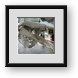 Buy Framed Print