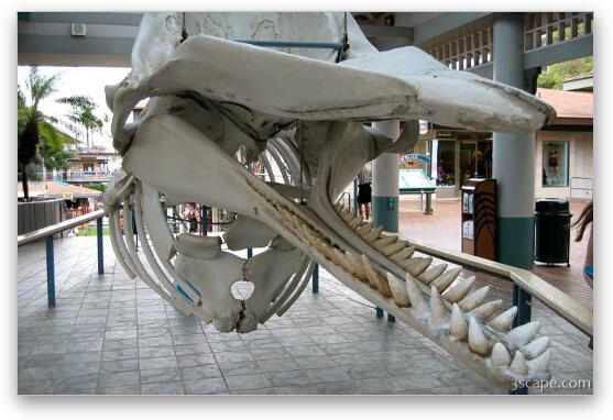 Skeleton of Sperm whale Fine Art Print