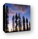 Trees in Silhouette Canvas Print
