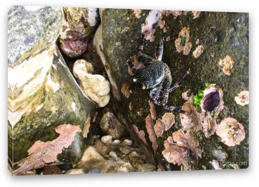 Small crab Fine Art Canvas Print