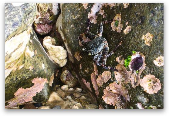 Small crab Fine Art Metal Print