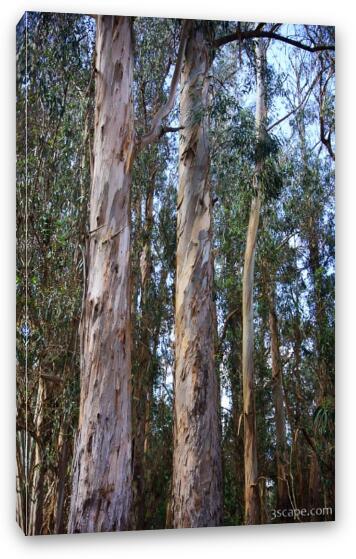 Colorful bark of the Eucalyptus tree Fine Art Canvas Print