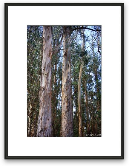 Colorful bark of the Eucalyptus tree Framed Fine Art Print