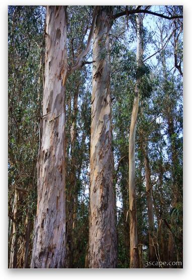 Colorful bark of the Eucalyptus tree Fine Art Metal Print