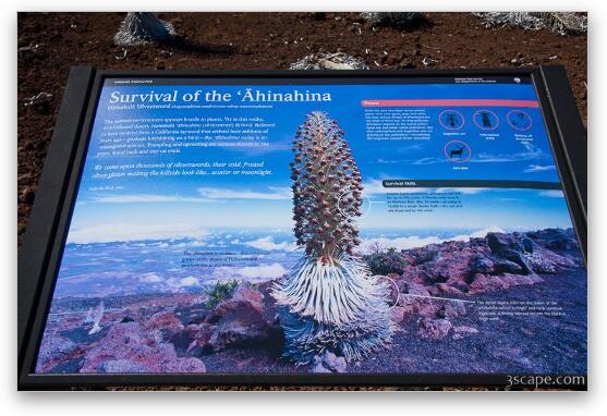 Descriptive sign about Ahinahina plant Fine Art Metal Print
