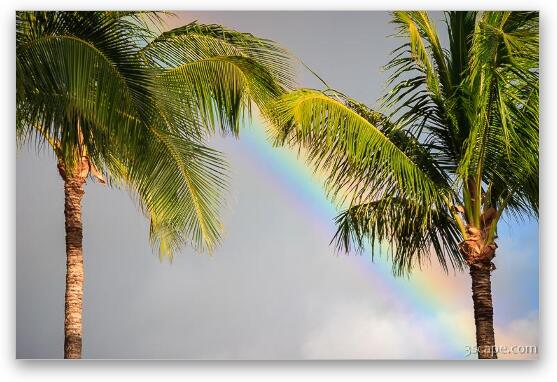 Rainbow and Palm Trees Fine Art Metal Print