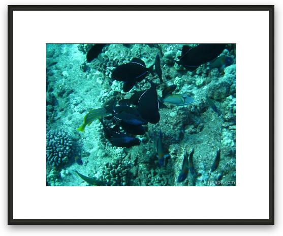 Various fish on the Lanai reef Framed Fine Art Print