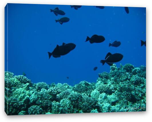 Some dark Triggerfish above the hard corals Fine Art Canvas Print