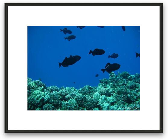 Some dark Triggerfish above the hard corals Framed Fine Art Print