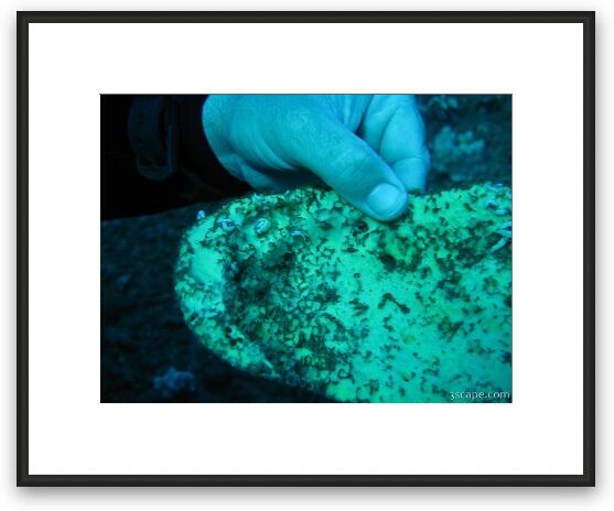 Some tiny nudibranchs Framed Fine Art Print