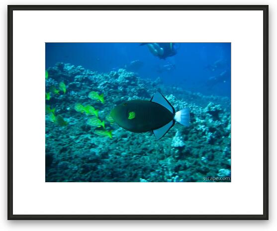 Pinktail Triggerfish Framed Fine Art Print