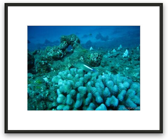 Arc eye hawkfish sitting on coral Framed Fine Art Print
