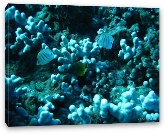 Some Butterfly fish Fine Art Canvas Print