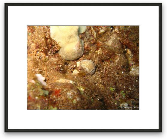Some young hard corals Framed Fine Art Print