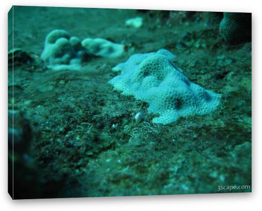 Some young hard corals Fine Art Canvas Print