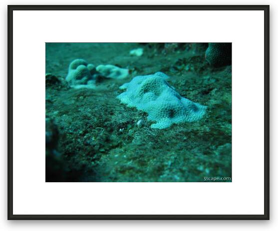 Some young hard corals Framed Fine Art Print