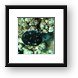 Pebble collector urchin Framed Print