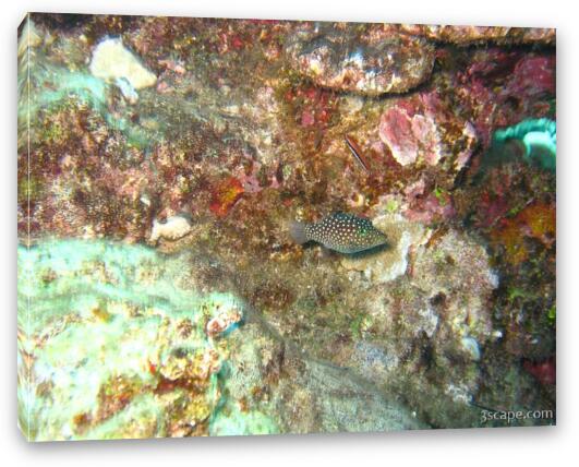 White spotted puffer Fine Art Canvas Print